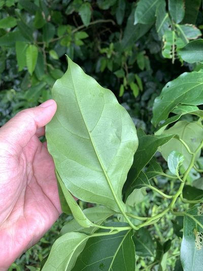 Ehretia philippinensis, photographed by 呂一起(Lyu yi-chi)
