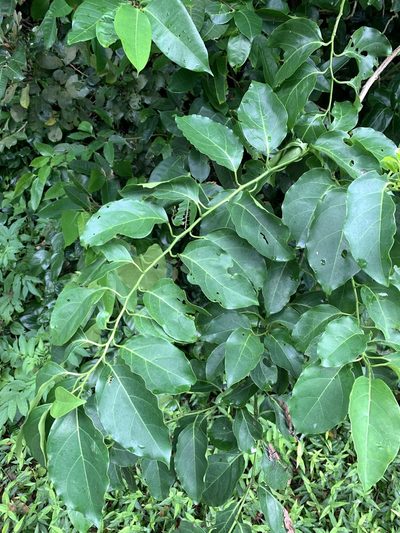 Ehretia philippinensis, photographed by 呂一起(Lyu yi-chi)