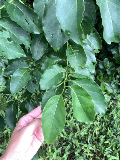 Ehretia philippinensis, photographed by 呂一起(Lyu yi-chi)