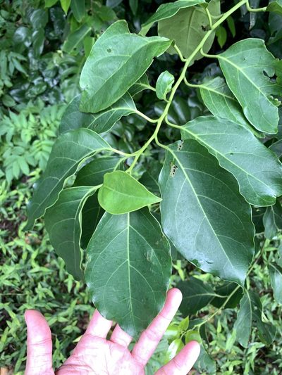 Ehretia philippinensis, photographed by 呂一起(Lyu yi-chi)