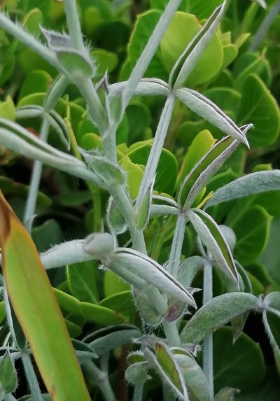 Argyrolobium lunare, photographed by flamelily