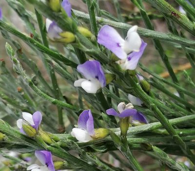 Psoralea aphylla, photographed by flamelily