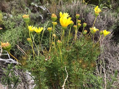 Euryops abrotanifolius, photographed by Caroline Voget