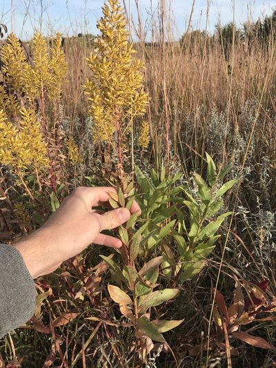 Solidago rigidiuscula, photographed by Ryan Donnelly