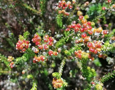 Phylica ericoides, photographed by flamelily
