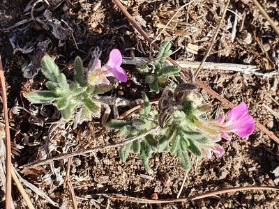 Ajuga iva, photographed by Mehdi Chetibi