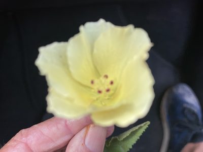 Hibiscus ribifolius, photographed by Jim Riley