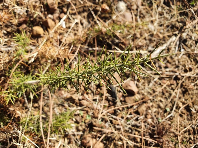 Genista ulicina, photographed by Mehdi Chetibi