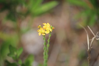 Hypericum drummondii, photographed by Ashwin Srinivasan