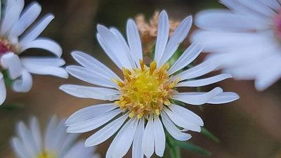 Symphyotrichum pilosum, photographed by Troi Perkins