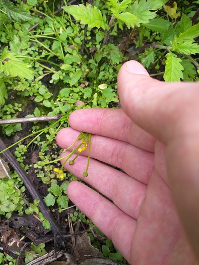 Ranunculus polyphyllus, photographed by Dmitriy Bochkov