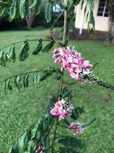 Indigofera jucunda, photographed by Presha Soogrim