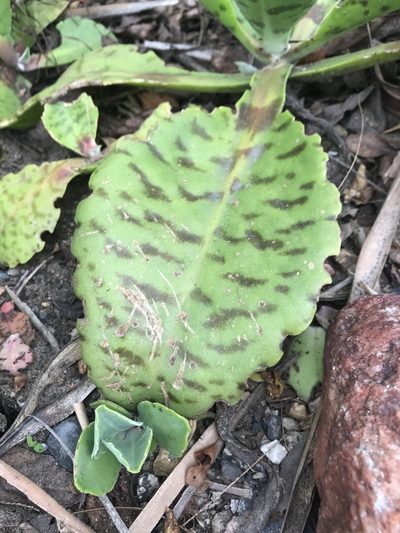 Kalanchoe gastonis-bonnieri, photographed by Presha Soogrim