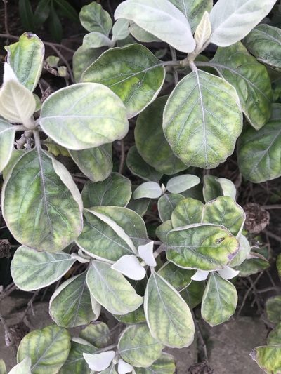 Barleria albostellata, photographed by Presha Soogrim