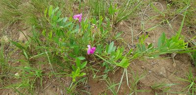 Sphenostylis angustifolia, photographed by Suvarna Parbhoo Mohan