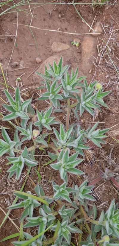 Euphorbia gueinzii, photographed by Suvarna Parbhoo Mohan