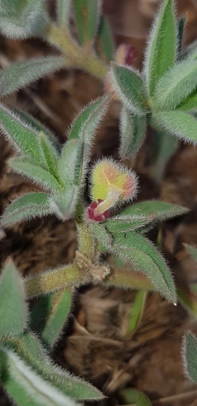 Euphorbia gueinzii, photographed by Suvarna Parbhoo Mohan