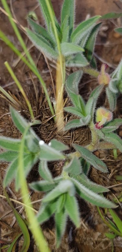 Euphorbia gueinzii, photographed by Suvarna Parbhoo Mohan