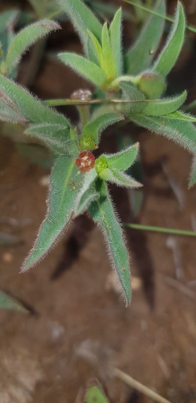 Euphorbia gueinzii, photographed by Suvarna Parbhoo Mohan