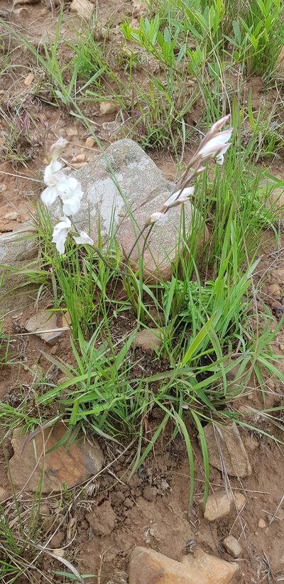 Gladiolus inandensis, photographed by Suvarna Parbhoo Mohan