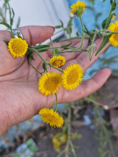 Hysterionica bakeri, photographed by Sol Quipildor
