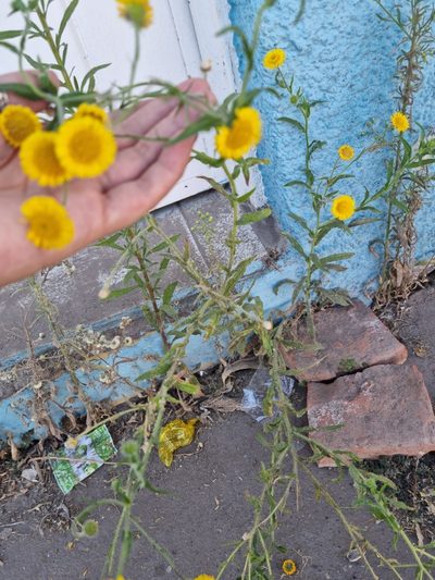 Hysterionica bakeri, photographed by Sol Quipildor