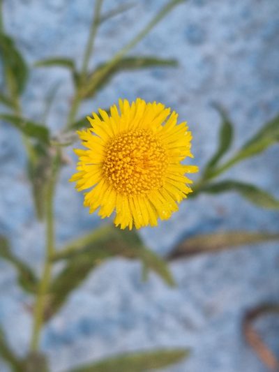 Hysterionica bakeri, photographed by Sol Quipildor