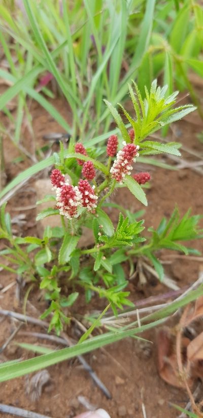 Acalypha peduncularis, photographed by Suvarna Parbhoo Mohan