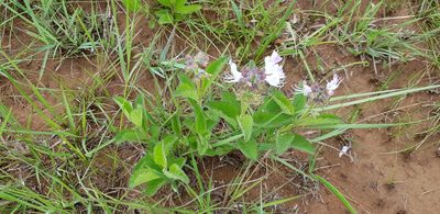 Ocimum obovatum, photographed by Suvarna Parbhoo Mohan
