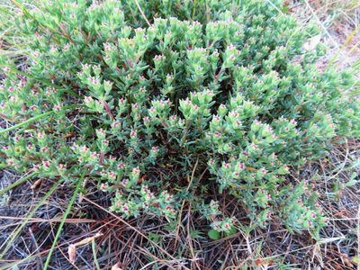 Lampranthus emarginatus, photographed by linkie