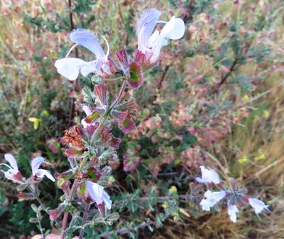 Salvia africana, photographed by linkie