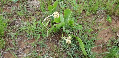 Helichrysum acutatum, photographed by Suvarna Parbhoo Mohan
