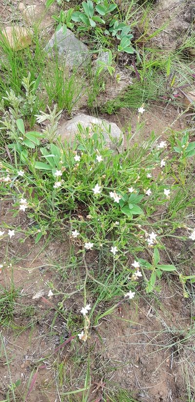 Oxygonum dregeanum, photographed by Suvarna Parbhoo Mohan