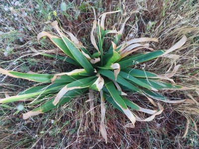 Ammocharis longifolia, photographed by linkie