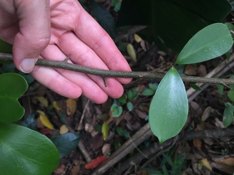 Embelia ruminata, photographed by Sunčana Bradley