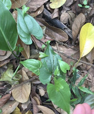 Dioscorea cotinifolia, photographed by Sunčana Bradley