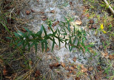 Solidago odora, photographed by John Ambler