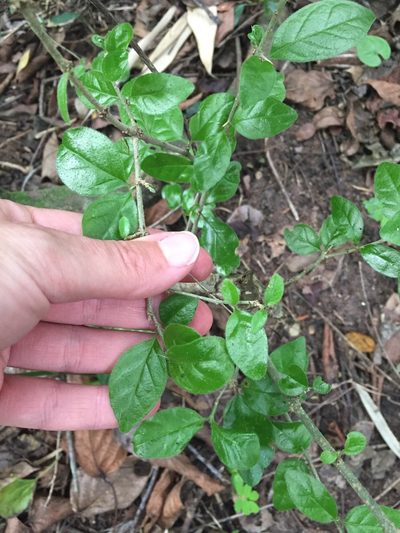 Canthium ciliatum, photographed by Sunčana Bradley