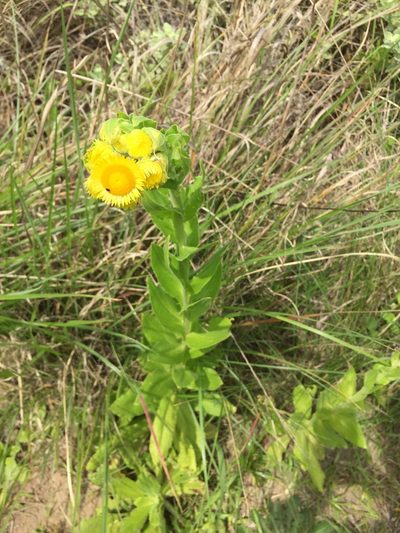 Helichrysum ruderale, photographed by Sunčana Bradley