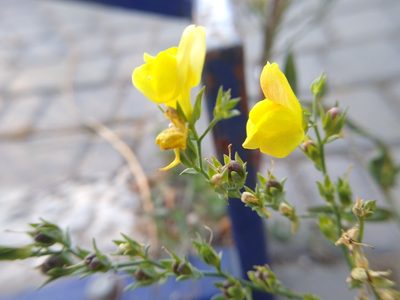 Linaria genistifolia, photographed by Anna Petrosyan