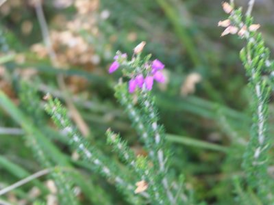 Erica cinerea, photographed by Pete Bradshaw
