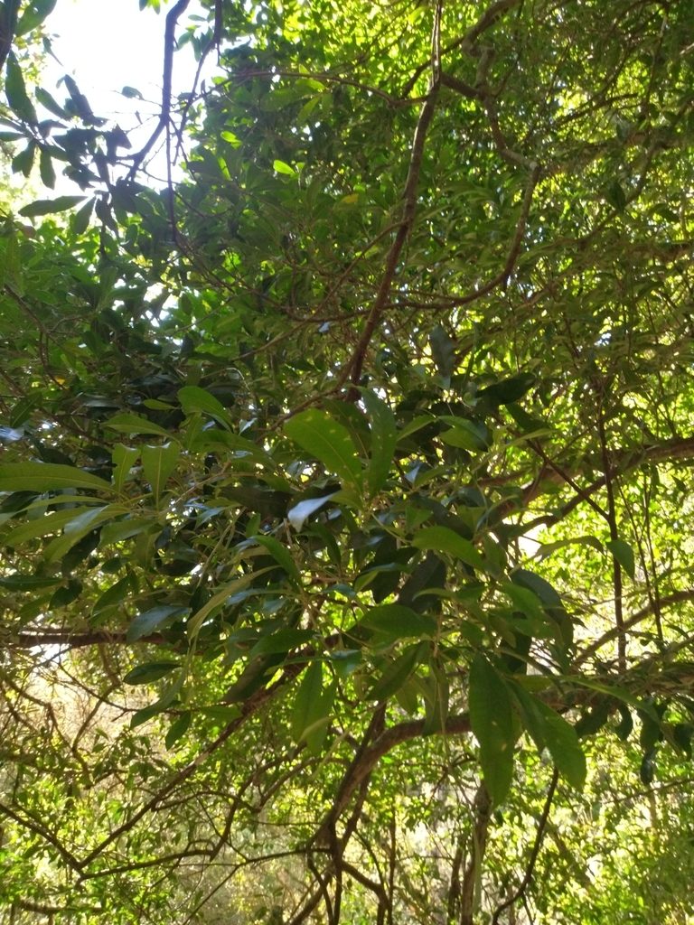 Chloroluma gonocarpa, photographed by Carol Fontes