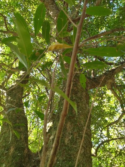 Chloroluma gonocarpa, photographed by Carol Fontes