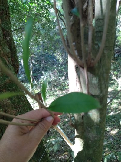 Chloroluma gonocarpa, photographed by Carol Fontes