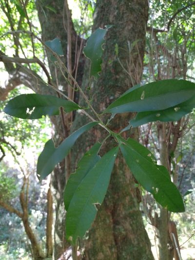 Chloroluma gonocarpa, photographed by Carol Fontes