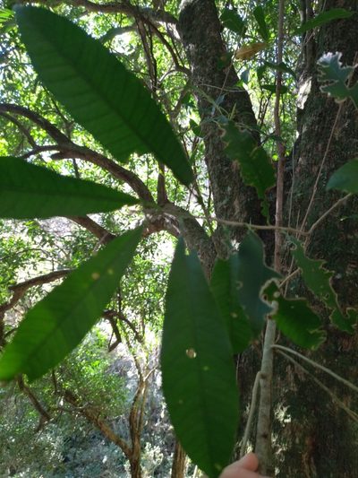 Chloroluma gonocarpa, photographed by Carol Fontes
