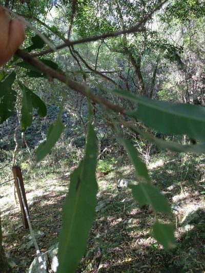 Chloroluma gonocarpa, photographed by Carol Fontes