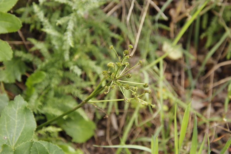Knowltonia vesicatoria, photographed by Tony Rebelo