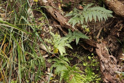 Pteris dentata, photographed by Tony Rebelo