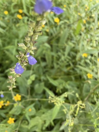 Salvia leptostachys, photographed by Rafael Cano